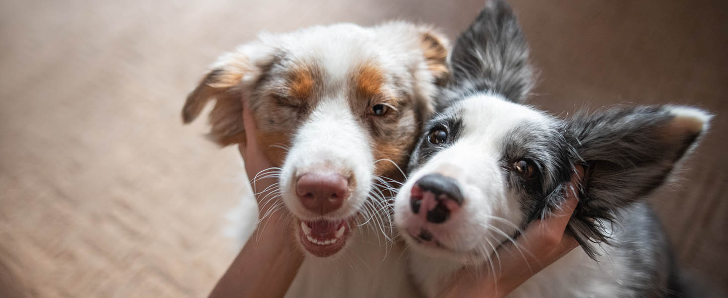 merrick power bites wholesome treats two dogs