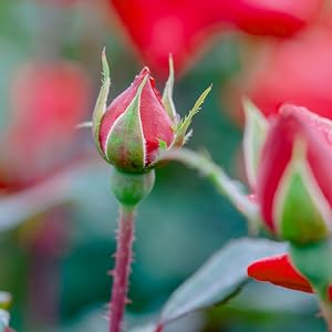 double red knock out rose