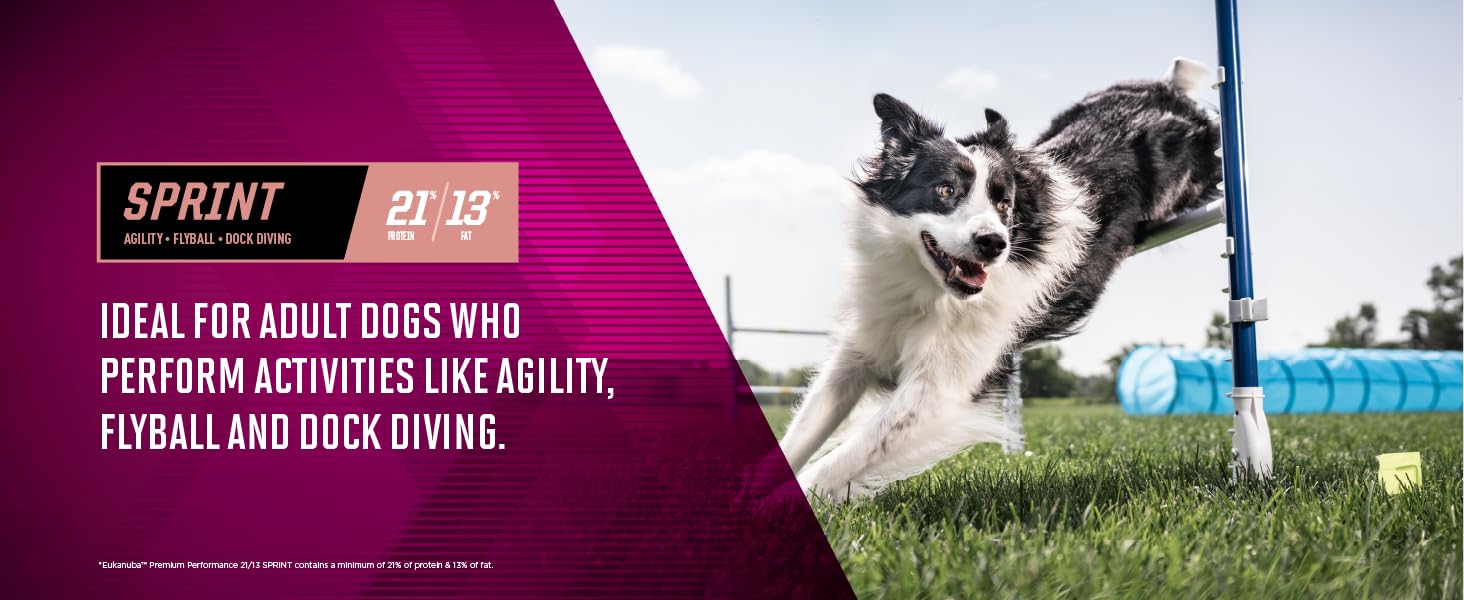 Adult dogs who perform activities like agility, flyball and dock dives