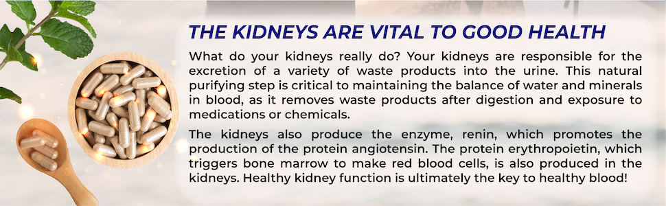 Quantum Kidney Support