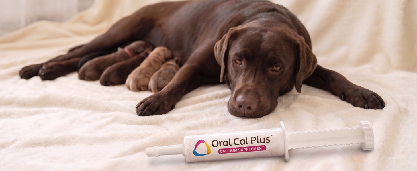 Mother dog lying with newborn puppies next to Oral Cal Plus supplement