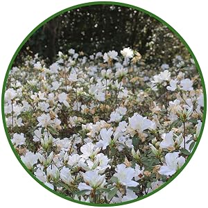 GG Gerbing Azalea white flowering shrub for your landscape