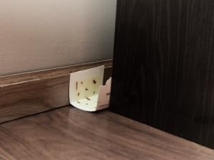 cockroach glue board