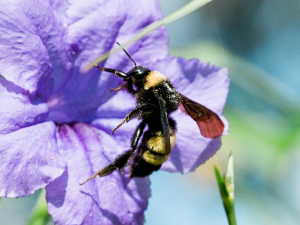 a bee pollinating a flower