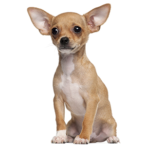 Chihuahua Snap Shot