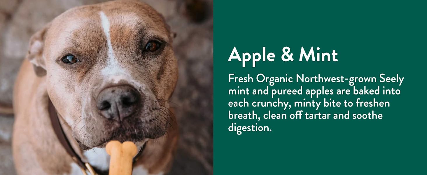 pitt bull training with minty apple treats