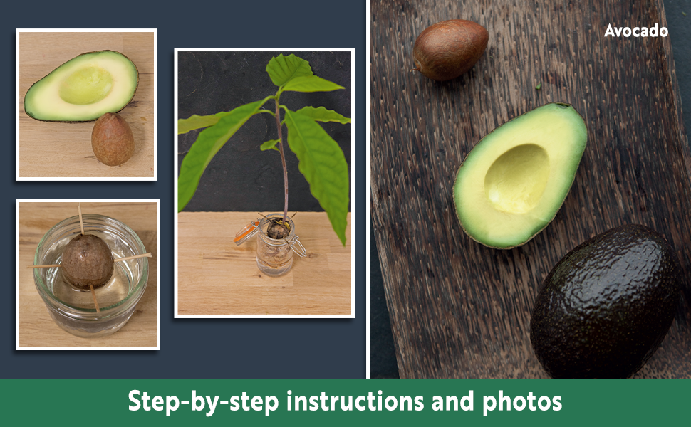 Steps in the process are shown for regrowing an avocado