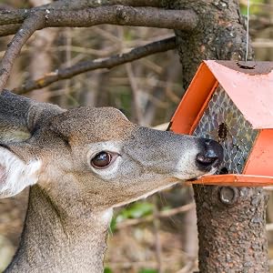 Wildlife food, squirrel food, rabbit food, bird food, small animal seed, small animal mixed seed