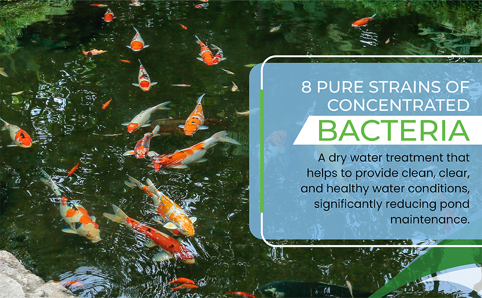 Beneficial Bacteria Concentrate