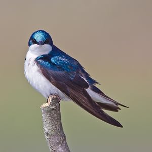 Tree Swallow