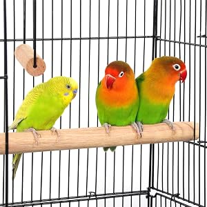 bird perch