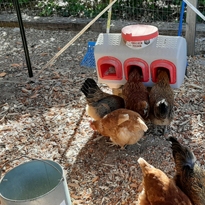 3 feeding ports on chicken feeder