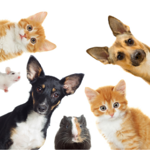 pets, dogs, cats, health, vitamins