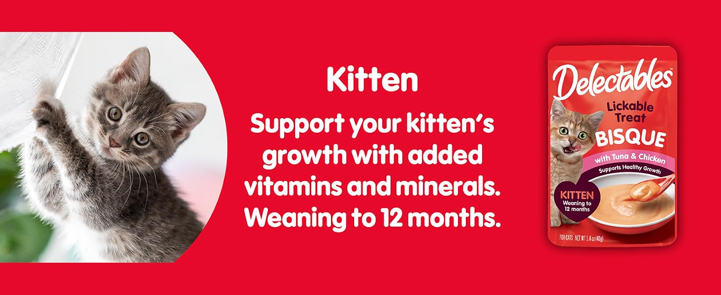 Kitten