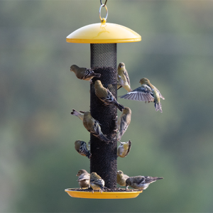 Great for Clinging &amp; Perching