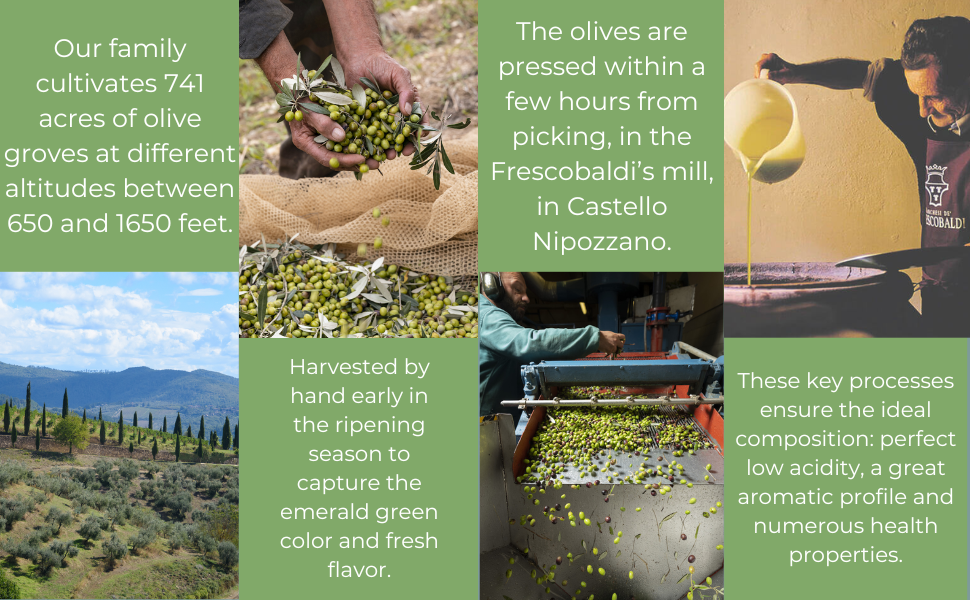 Frescobaldi Olive Harvesting