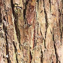 Cedarwood