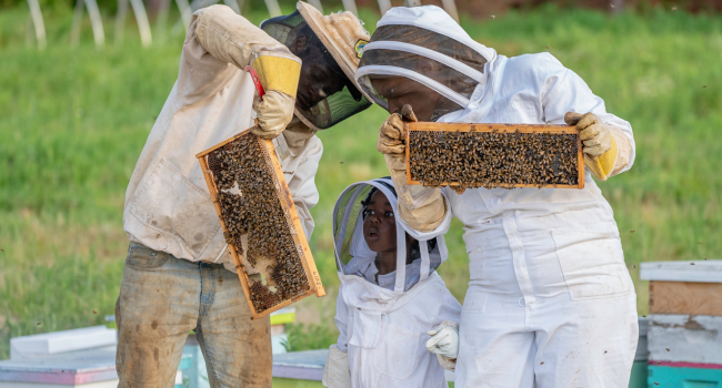 Mujeza Honey Raw Black Seed Sidr Natural 100% Raw Unfiltered Unpasteurized Wildflower Royal Propolis