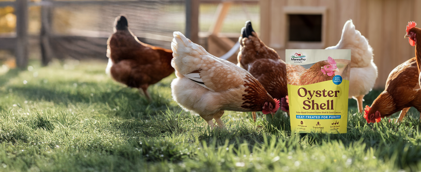 manna chick supplies chicken starter feed chicken laying boxes chicken stuff chick food oyster