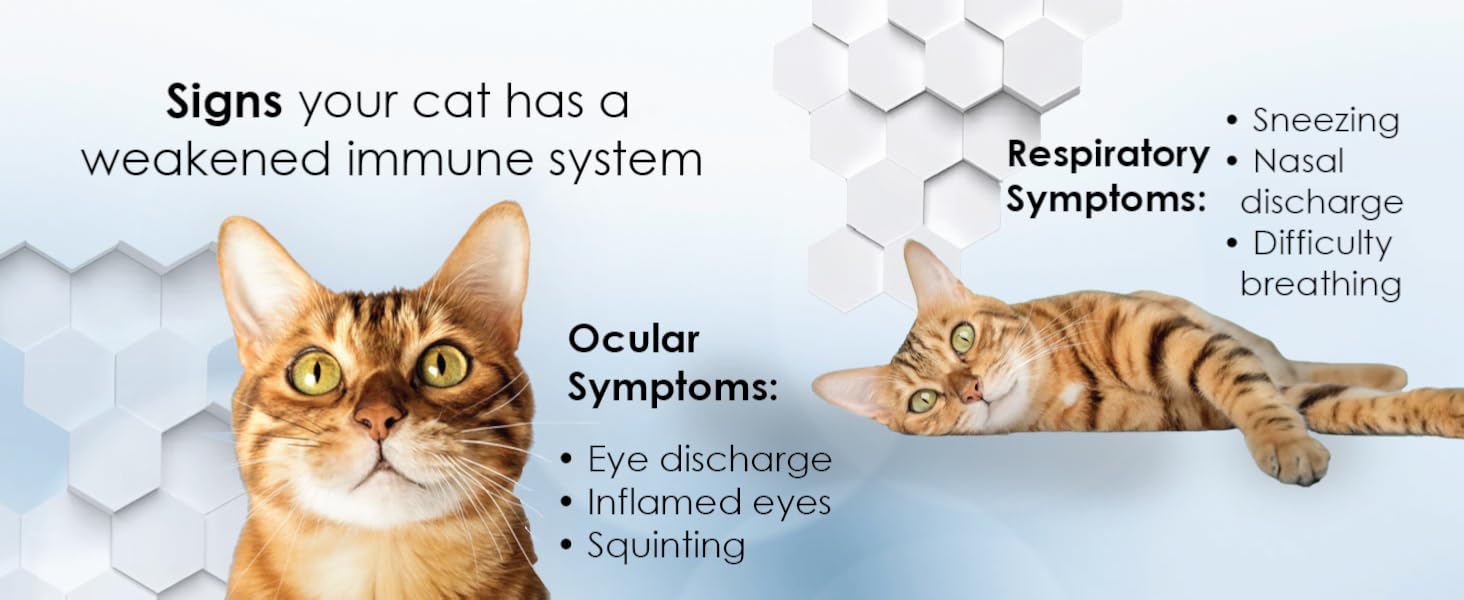 Infographic listing ocular and respiratory symptoms in cats with weakened immune systems.