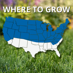 jonathan green black beauty grass seed lawn care yard
