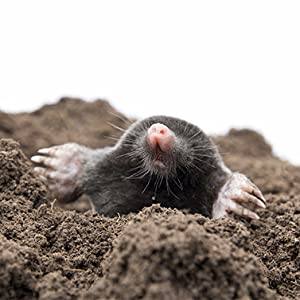 mole and gopher repellent
