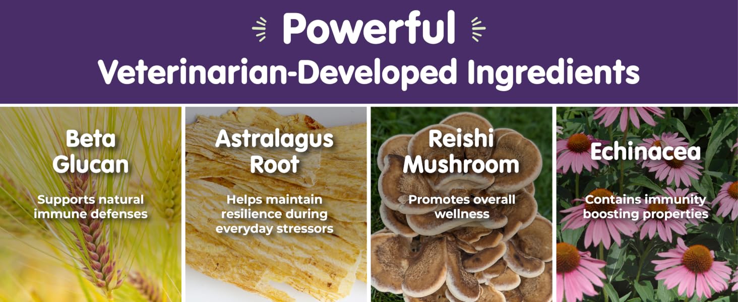 pet vitamins and supplements,turkey tail mushroom for dogs,turkey tail probiotic for dogs,papilloma