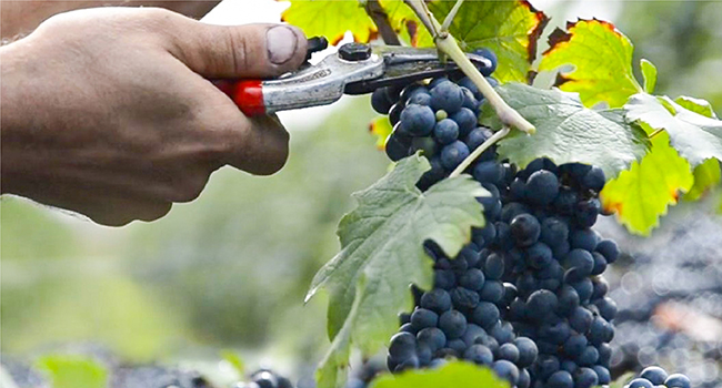 Gran Deposito Aceto Balsamico Di Giuseppe Giusti Moderna Italian Balsamic Wine Vinegar
