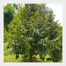 Humate can improve soil health for trees and shrubs