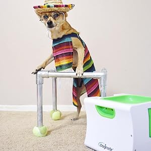 iDogmate