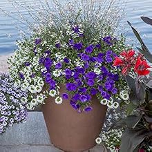 mocha, coffee, chocolate, planter, container, garden, gardening, planting, self-watering, brown