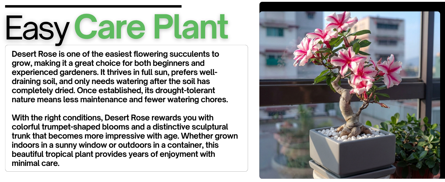A Stunning Plant That Gets Better with Age