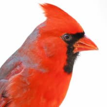 Cardinal Safflower Bird Seed
