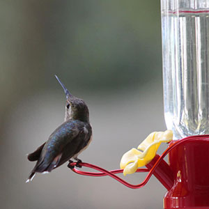 small humming bird feeder