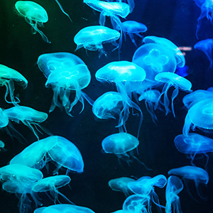 viparspectra led aquarium light