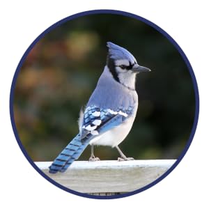 lyric, bird seed, bird food, lyric bird seed, wild bird seed, wild bird mix, sunflower seed