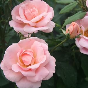 rose;flower;peach;