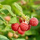 Raspberry