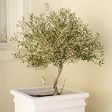 Arbequina Olive Tree by Perfect Plants