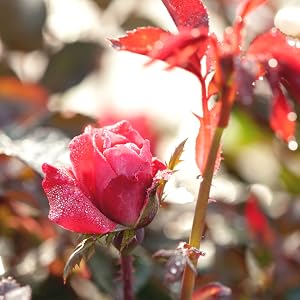 double red knock out rose