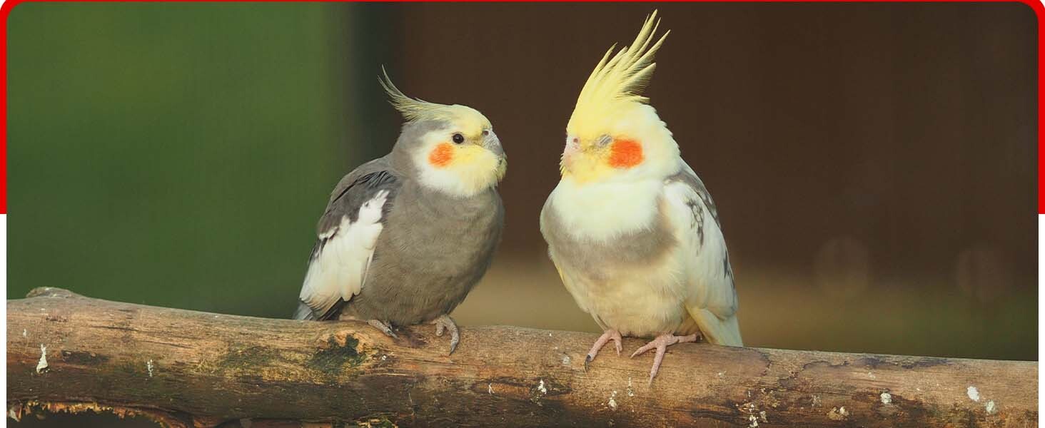 Birds Calcium liquid Supplements
