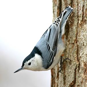 Nuthatch