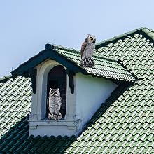 Fake Horned Owl Bird Scarecrow