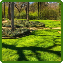 Microclover Lawn Seed &amp; Erosion Control