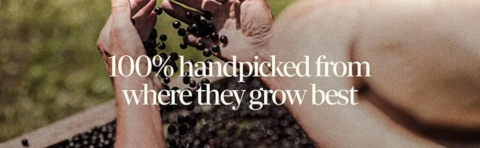 Farmer wearing a hat picks up and drops elderberries into a crate