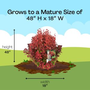 Mature Size