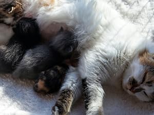 Newborn puppies nursing from mother dog during early post-birth stage