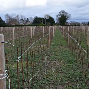 young trees being supported with soft green garden twine that grows with the plant