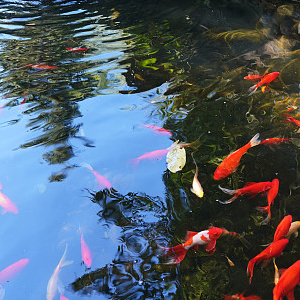 pond filter foam