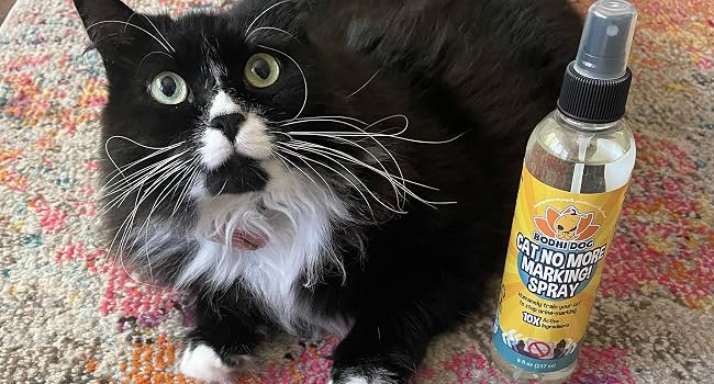 cat on rug next to bottle of cat no more marking